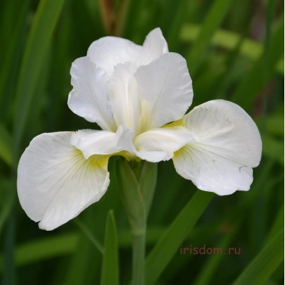 Белый цветок ириса на фоне зелёных листьев - СТЕРХ