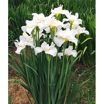 Белые ирисы на фоне зелёной листвы - СВЯТНИФ
