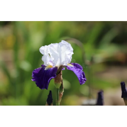 Белый ирис с фиолетовыми лепестками на фоне зелени - ТИЛЛАМУК