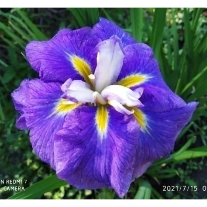 Purple iris on green background - TOLMACHEVSKY