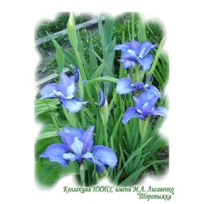 Iris seeds variety Toropyzhka against green foliage