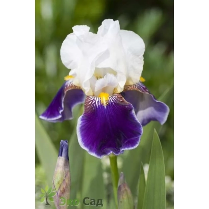 White iris with purple petals on a green background - VABASH
