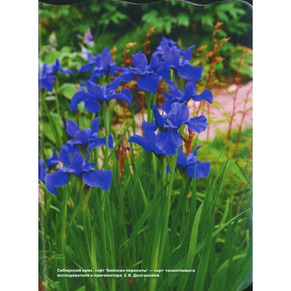 Photo of blue irises against green foliage - VERESHCHAGINEC