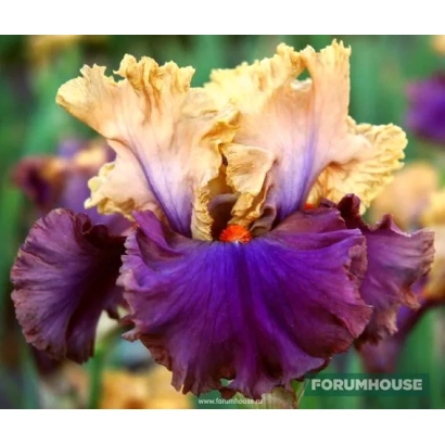 Крупный план цветка ириса с фиолетовыми и желтыми лепестками, логотип FORUMHOUSE внизу. - ВЕРХНЕ-ОБСКИЙ