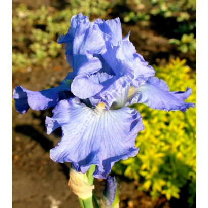 Синій ірис на фоні зелених рослин - ВІКТОРІЯ ФОЛС