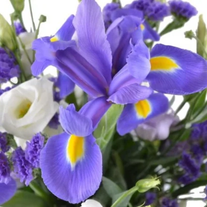 Фотографія фіолетових ірисів з білими квітами на фоні - Водолій
