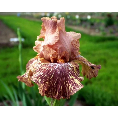 Крупный план цветка ириса на фоне зеленого поля - ЖИРАФИК