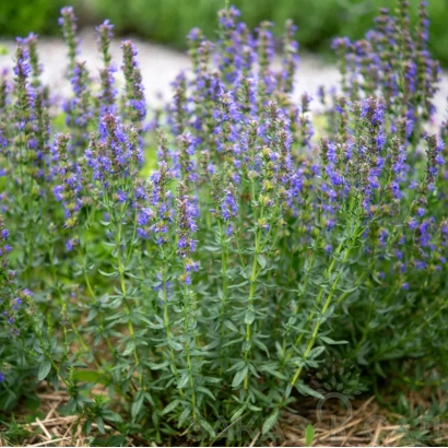 Растение иссоп с фиолетовыми цветами на грядке - Аметист