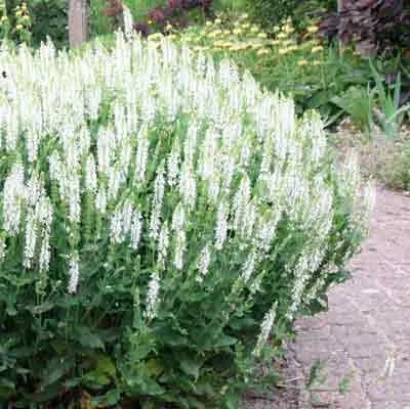 Куст белого иссопа на фоне сада - БЕЛЫЙ