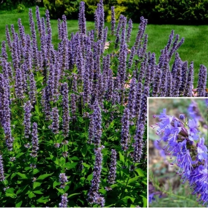 Фотография цветущего иссопа на фоне зеленого газона - Формула