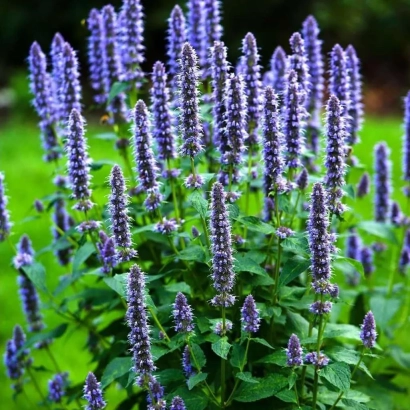 Квітучий гісоп синій на зеленому фоні - ГОЛУБОЙ