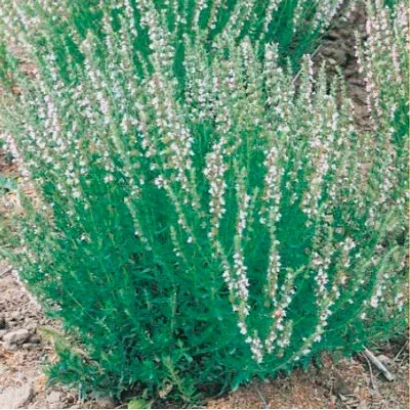 Растение иссоп с белыми цветами на фоне земли - ИНЕЙ