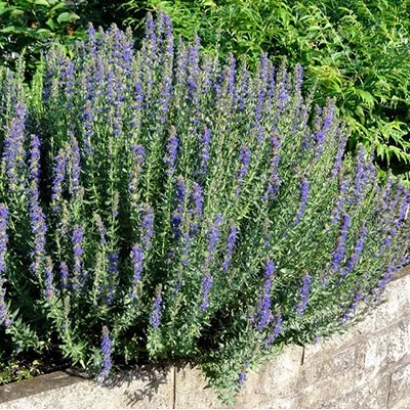 Растение иссоп на фоне зелени - ЛЕКАРЬ