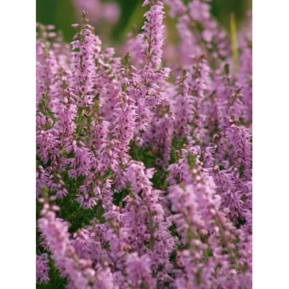 Рожевий іссоп на цвітучому полі