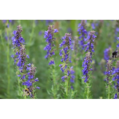 Квітучий гісоп на зеленому фоні - ВОЛОКОНОВСЬКИЙ