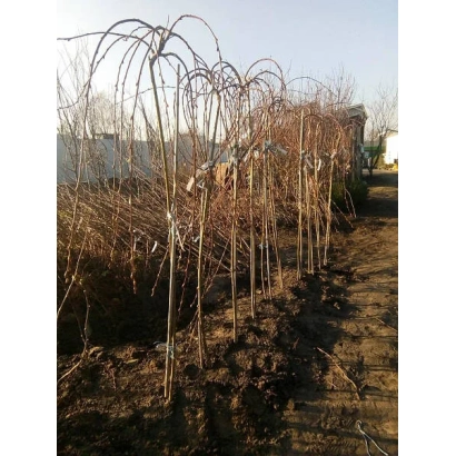 Ряди молодих саджанців верби на відкритому ґрунті - Тернопільська верба