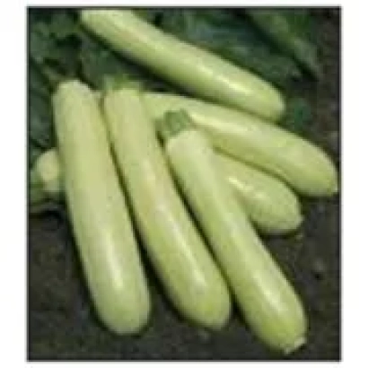 Кабачки сорта Адриелле на темном фоне