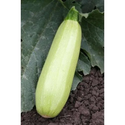 Зеленый кабачок на фоне листьев и почвы - АЛЕСАНДРИНО