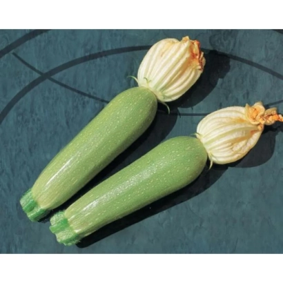 Два зеленых кабачка с цветками на темном фоне - Алия F1