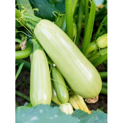 Зеленые кабачки на стеблях с листьями на фоне - АРКТИК