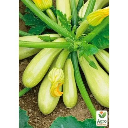 Кабачок сорту Аскольд на грядці