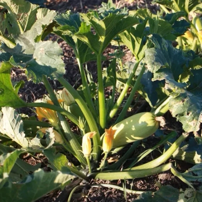 Кабачок росте на грядці серед зелених листів. - Азов