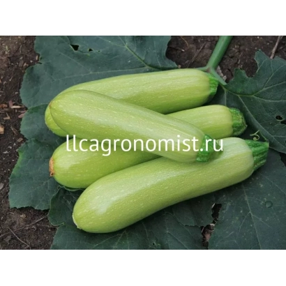 Три зеленых кабачка на листьях - БАРБАРО