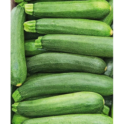 Свежие кабачки на фоне - Беркут