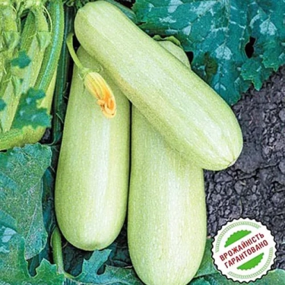 Семена кабачка ДАФНА на фоне листьев