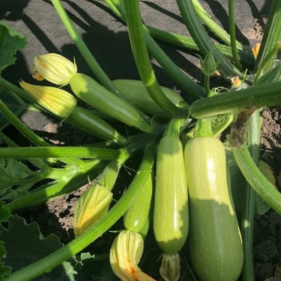 Зелені кабачки на стеблі з жовтими квітами - ДАША