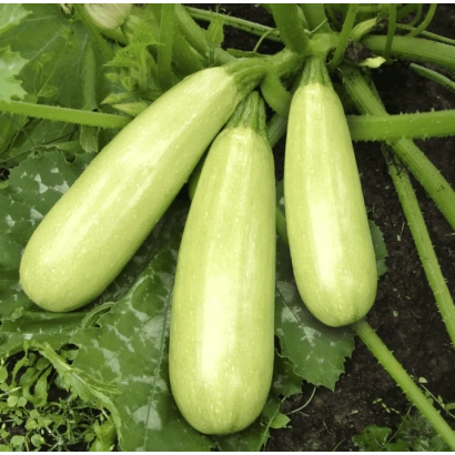 Три зеленых кабачка на стеблях с листьями - ДЕЛРАНИ