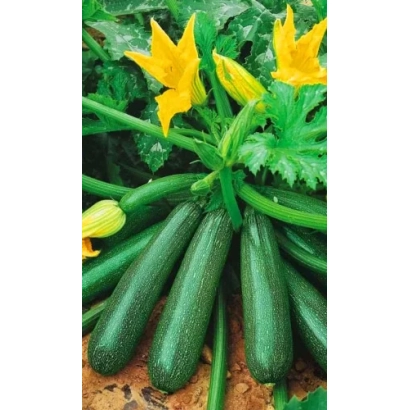 Батяги на стеблі з жовтими квітами - ДИВО ДИВНЕ