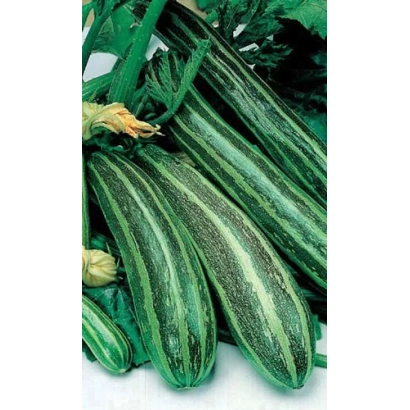 Кабачки сорта 'Египетская сила' на фоне зелени