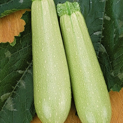 Два зеленых кабачка на фоне листьев - Искандер F1