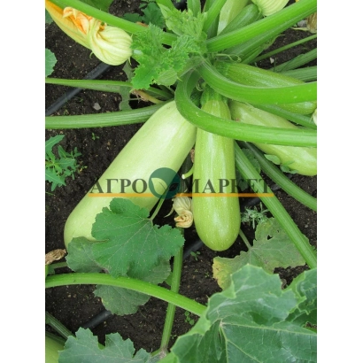 Зеленые кабачки сорта Грация на грядке с логотипом АГРОУРАЙ