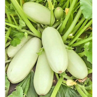 Свежие кабачки ГРИБОВСКИЕ 37 на грядке