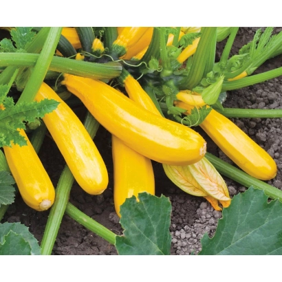 Желтые кабачки на грядке - ЙЕЛЛОУФИН