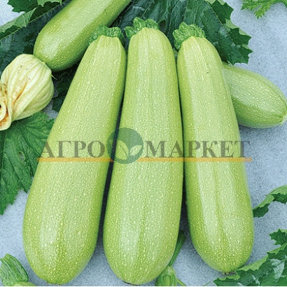 Зеленые кабачки на фоне листьев с логотипом АГРОМАРКЕТ - КАМИЛИ