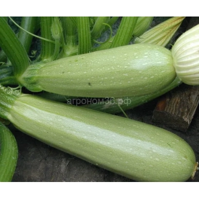 Свежие кабачки на стеблях - КАСПИЙ