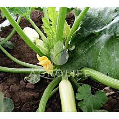 Зеленый кабачок на грядке с листьями и цветком - Конкорд