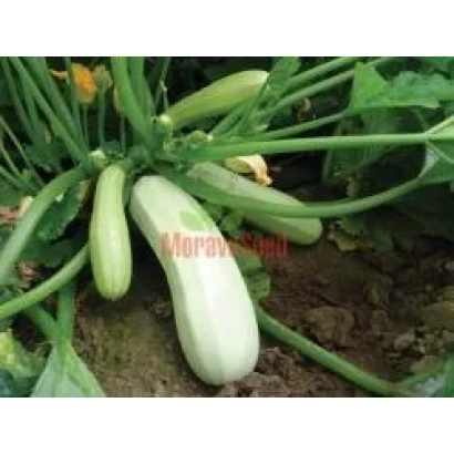 Zucchini variety Moravia on plant - KVEŤA