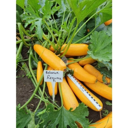 Желтые кабачки сорта Лемона на грядке с биркой