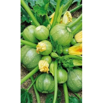 Свежие кабачки на грядке - МЯЧИК