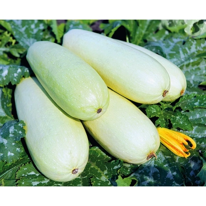 Кабачок Малыш на листьях с цветком