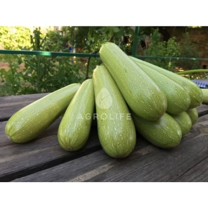 Свежие кабачки сорта Марселла на деревянной поверхности