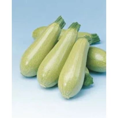 Три зеленых кабачка на светло-голубом фоне - Милет F1