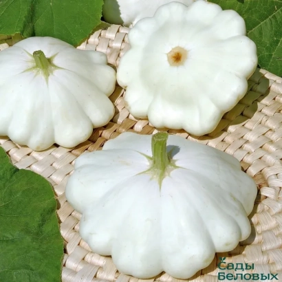 Белые кабачки на плетеной подложке с зелеными листьями - НЛО БЕЛЫЙ