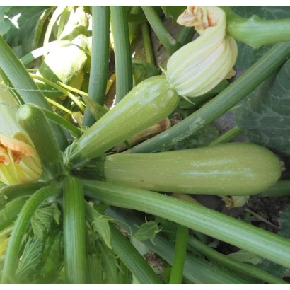 Свежие кабачки ОЛАНГА на грядке