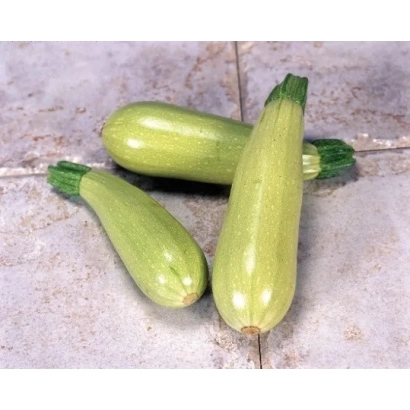 Три зеленых кабачка на светлом фоне - Отто F1