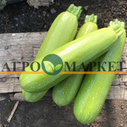 Свежие кабачки сорта Паскаль на деревянной доске